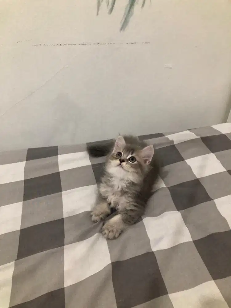 BRITISH LONG HAIR / BSH / BLH