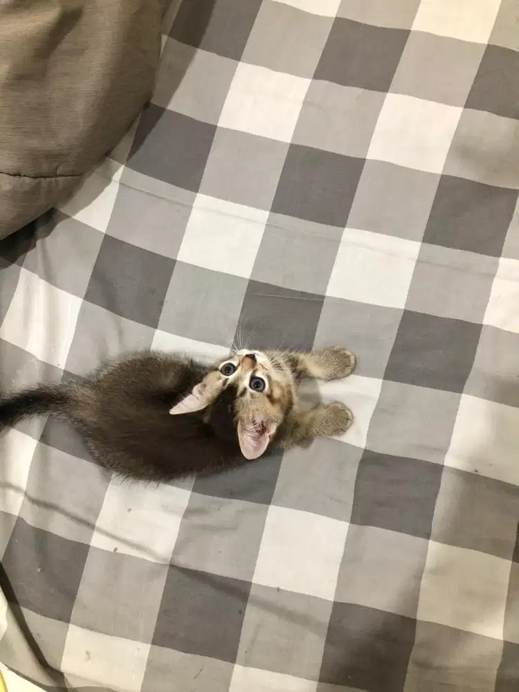 BRITISH SHORT HAIR / BSH / GOLDEN