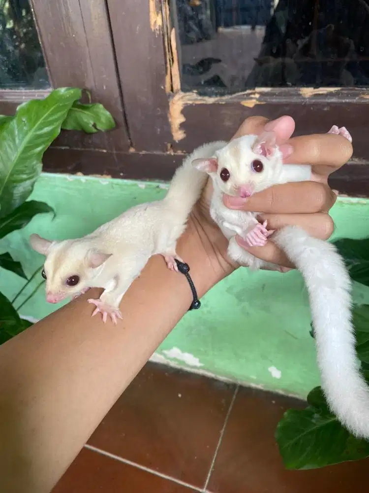 sugar glider creamino