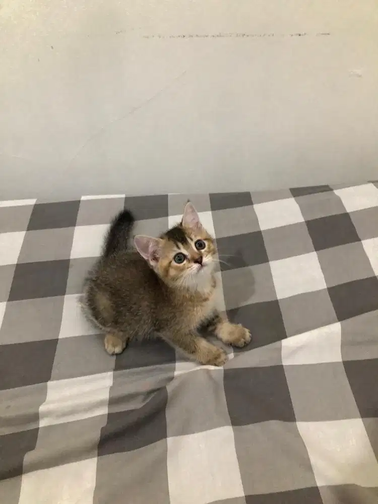 BRITISH SHORT HAIR / BSH / GOLDEN