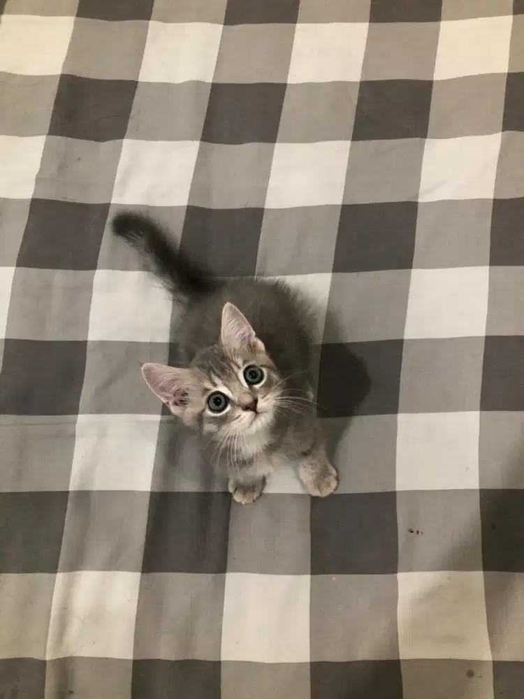 BRITISH SHORT HAIR / BSH / BLUE