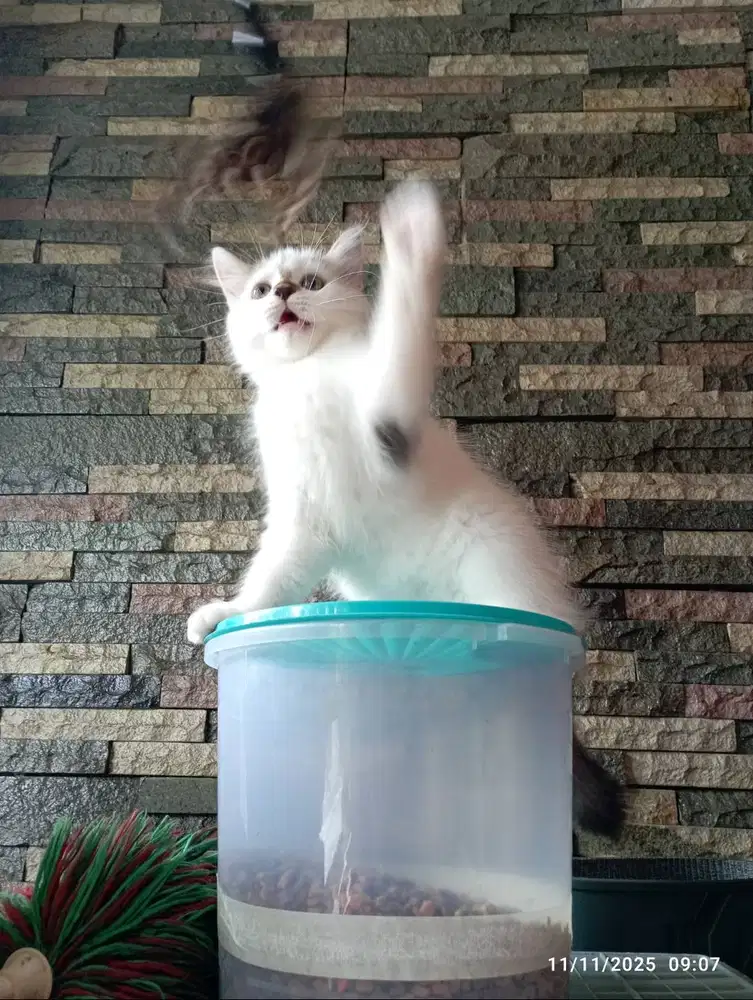 Adopsi Murah Cepat Kitten PERSIA Ragdoll Mix Medium Longhair BETINA