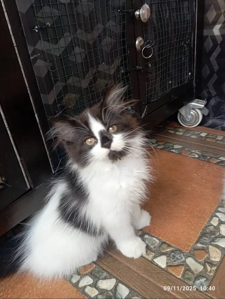 Adopsi Murah Cepat Kitten PERSIA Ragdoll Mix Medium Longhair BETINA