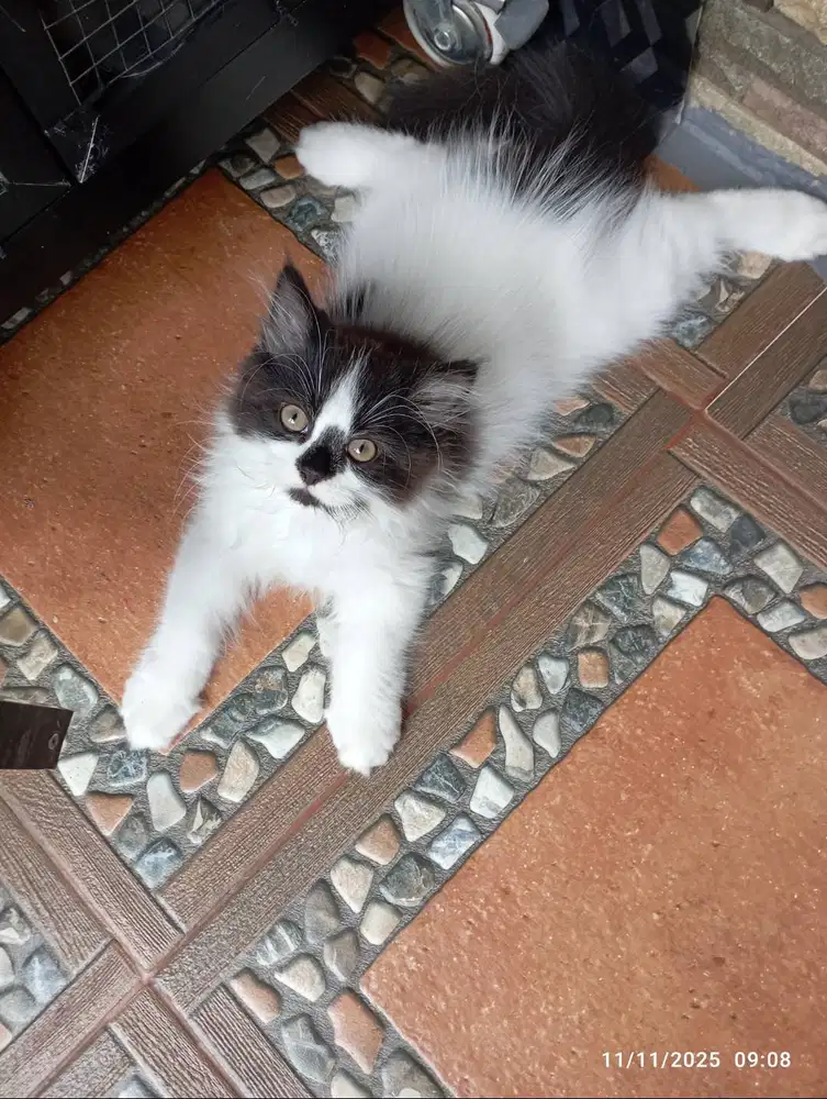 Adopsi Murah Cepat Kitten PERSIA Ragdoll Mix Medium Longhair BETINA