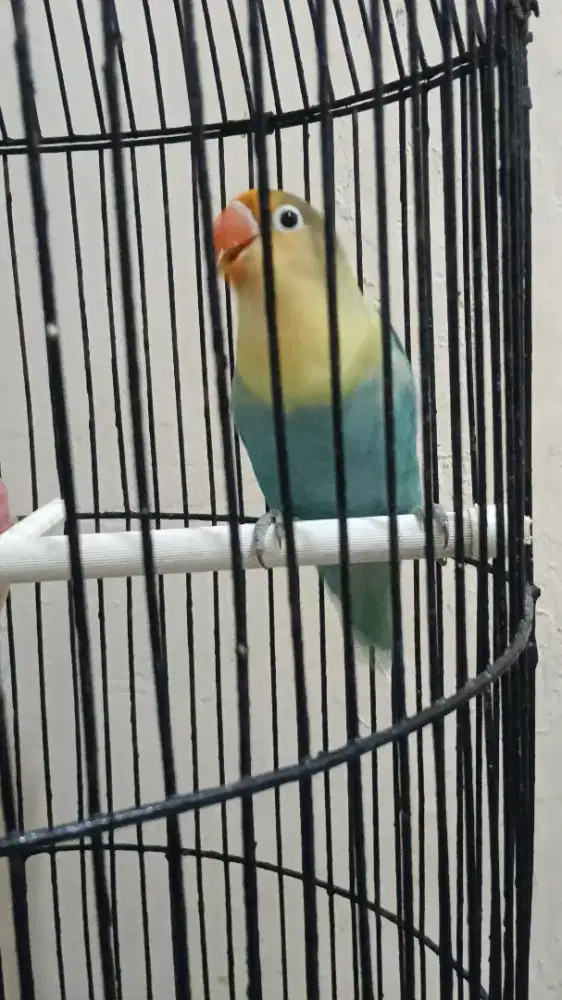 Burung Lovebird Parblue