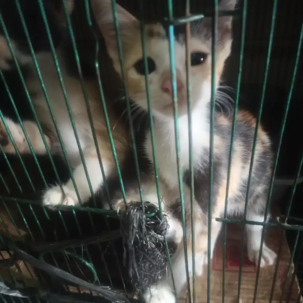 kucing blasteran anggora