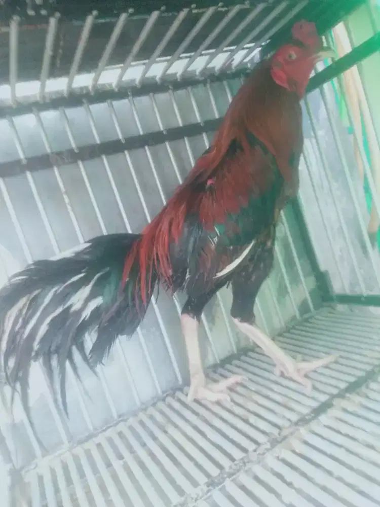 Ayam Bangkok ganteng