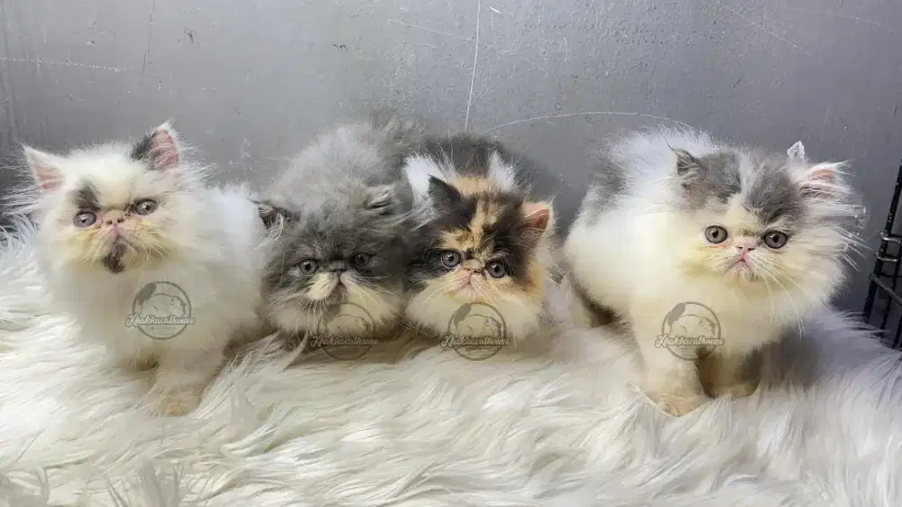 Kucing Peaknose Borongan