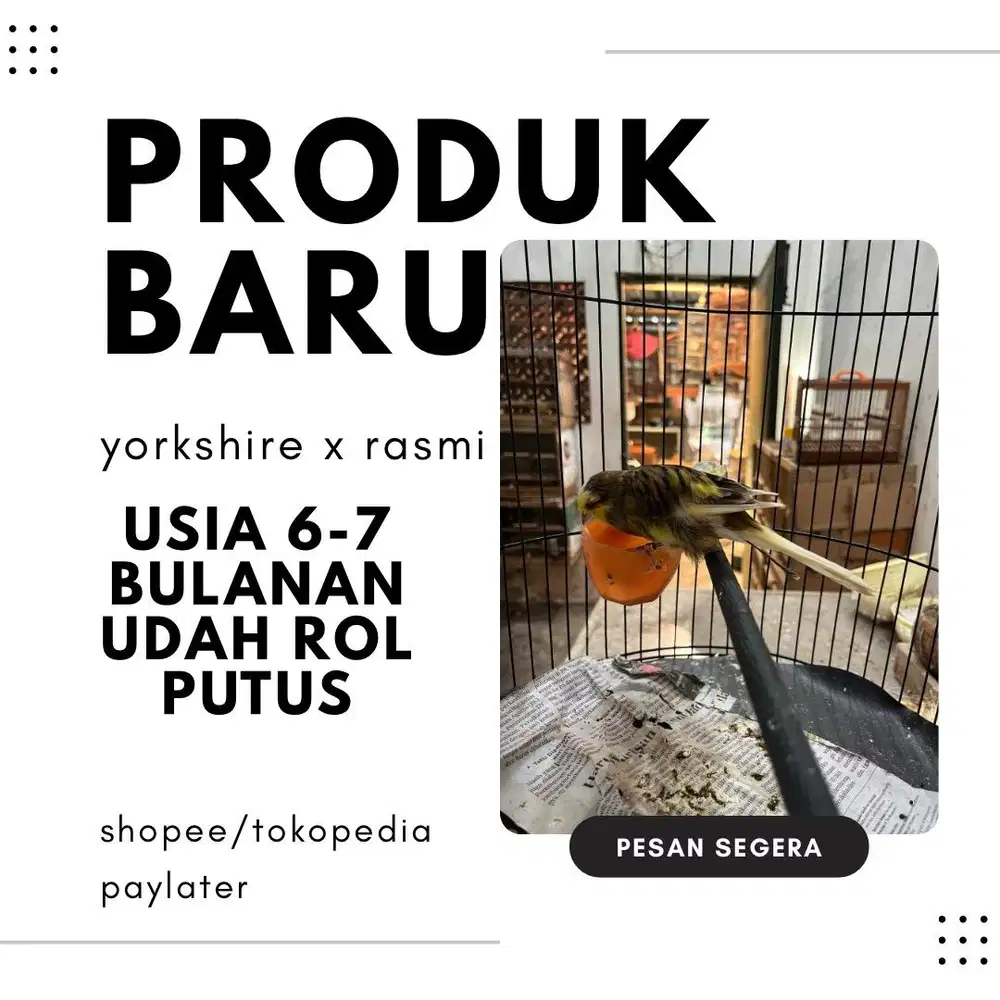 Saya breeder kenari seri besar bisa tukar tambah burung lain