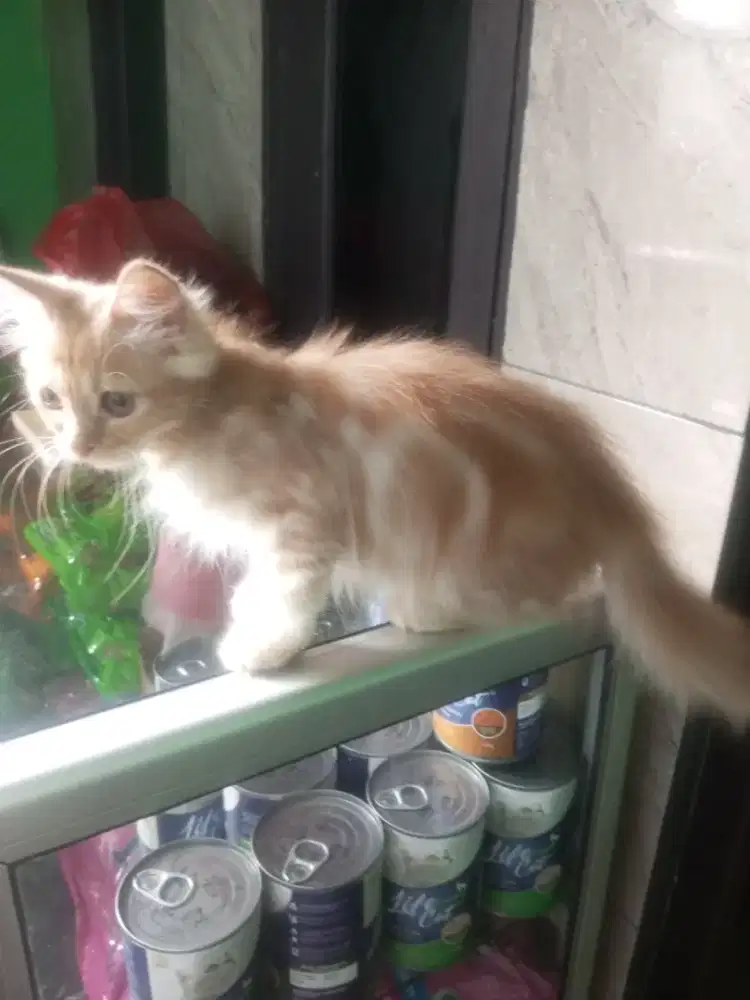 anak kucing kitten Persia 4 bulan