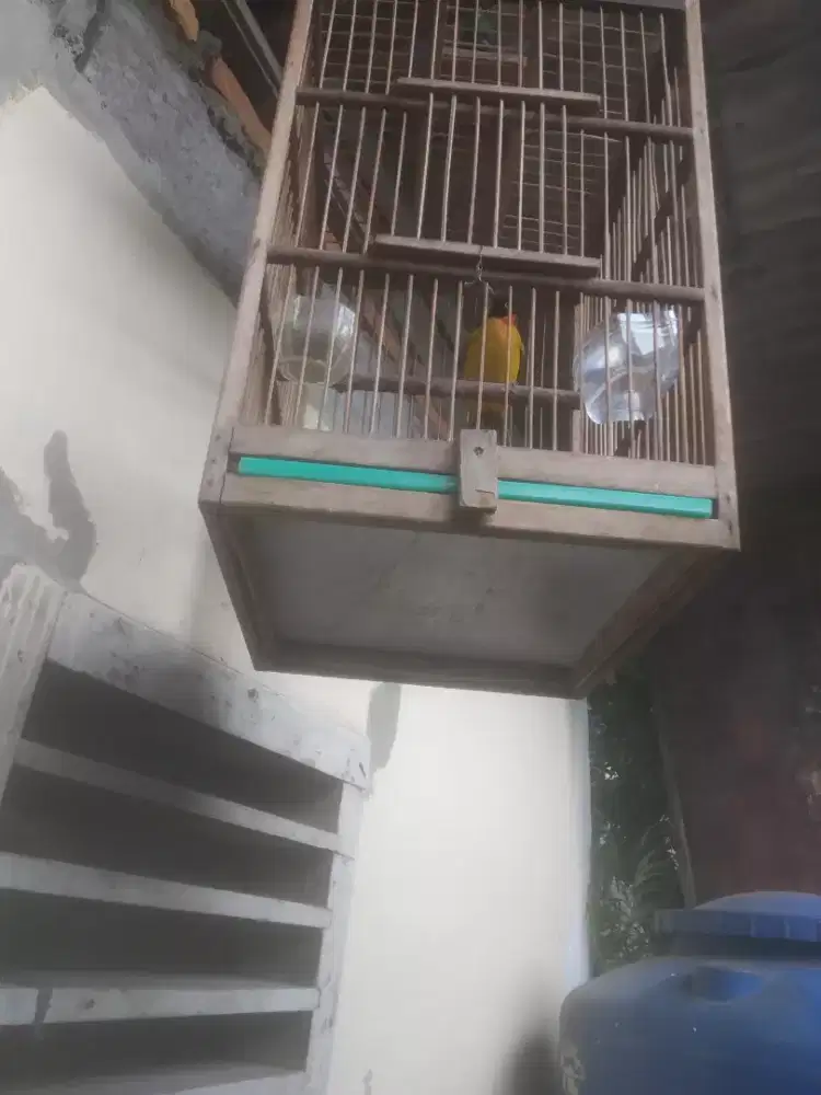 Burung Kutilang Emas Jantan