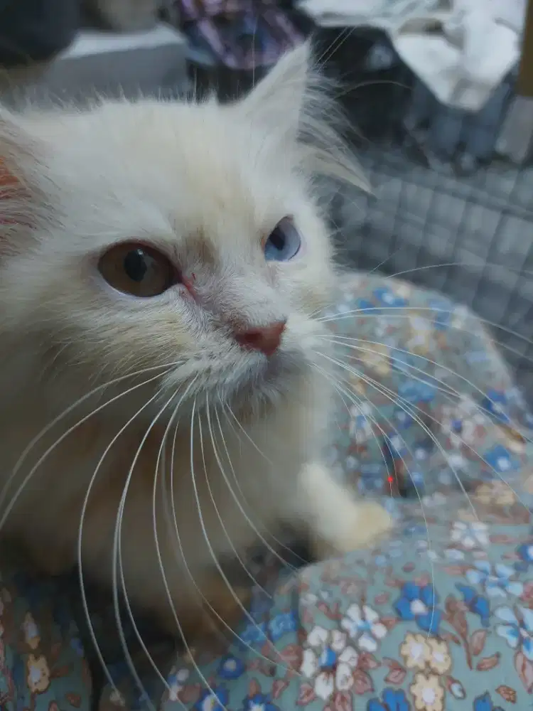 Kucing Persia Odd Eyes