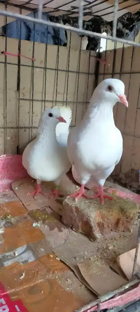 Jual 1 pasang anakan burung merpati