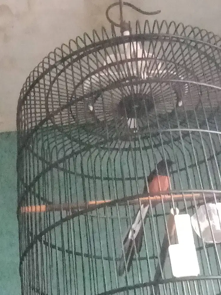 Murai balak ekor panjang