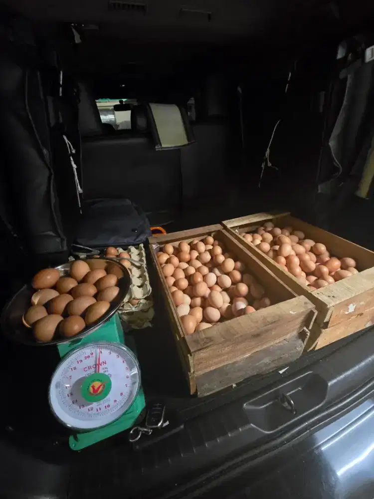 Cari orang yang jujur gaji perhari buaf jaga telur