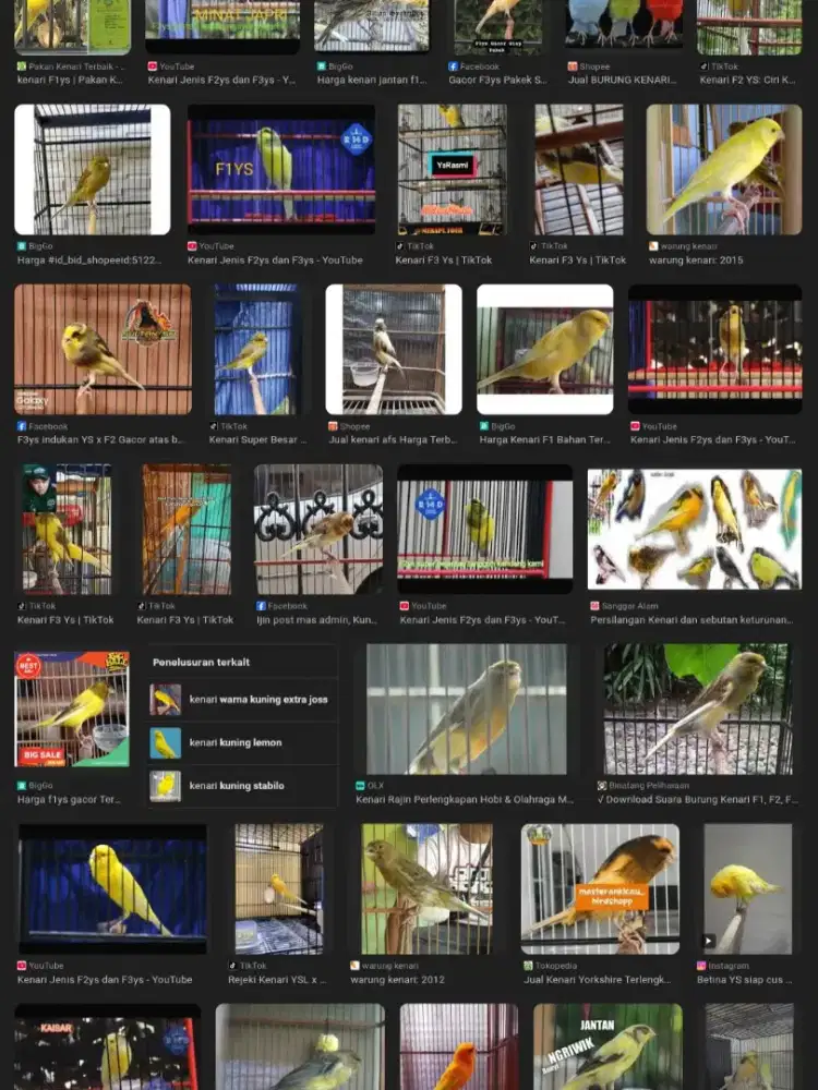 BURUNG KENARI F3 YS REAL NO DEBAT