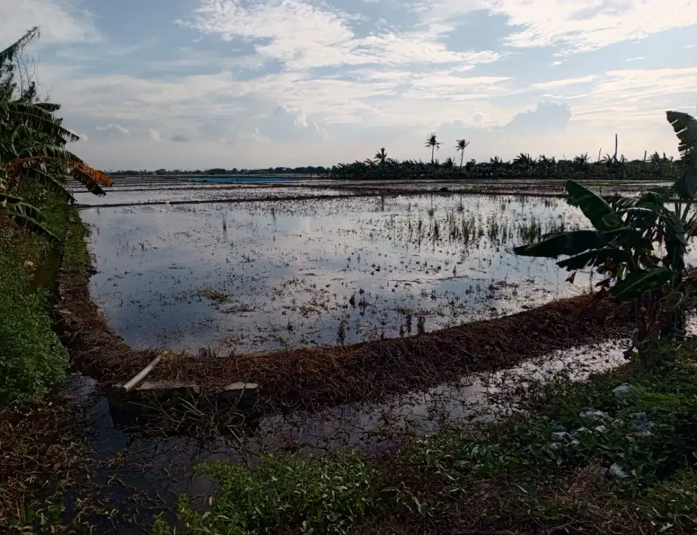 Sawah pinggir jalan raya