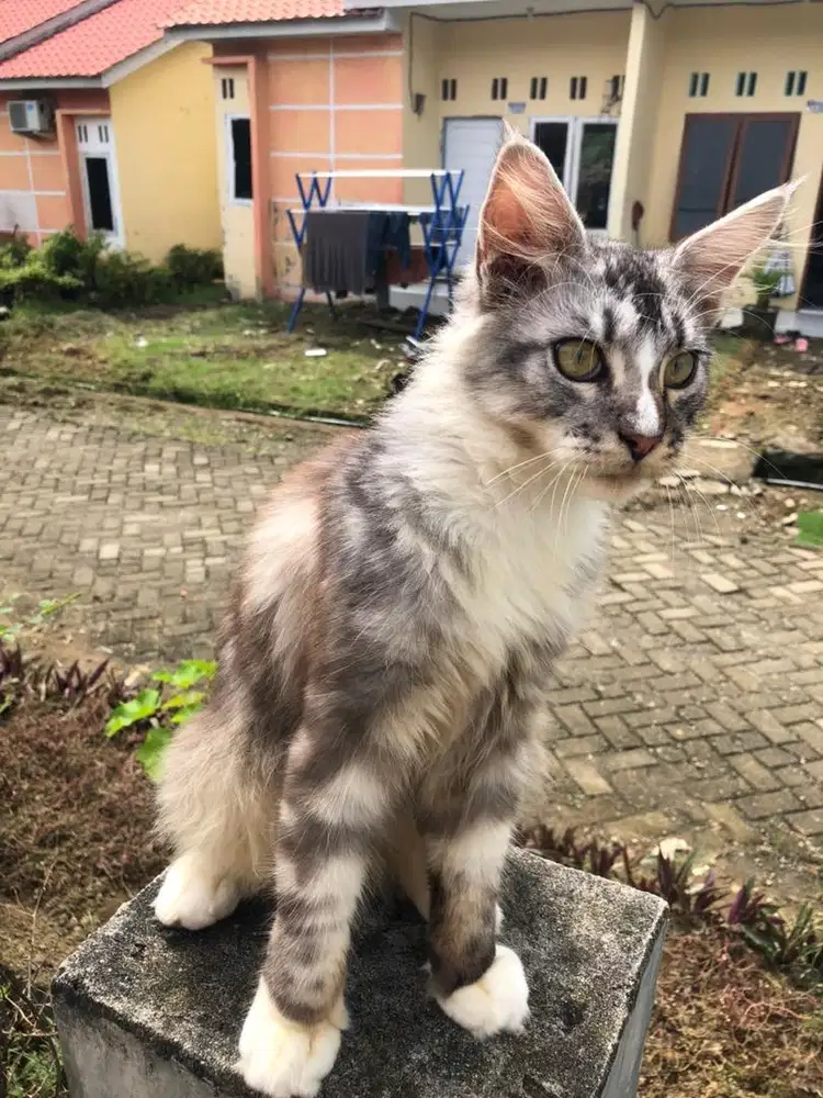 KUCING RAS MAINECOON, JANTAN 6Bulan
