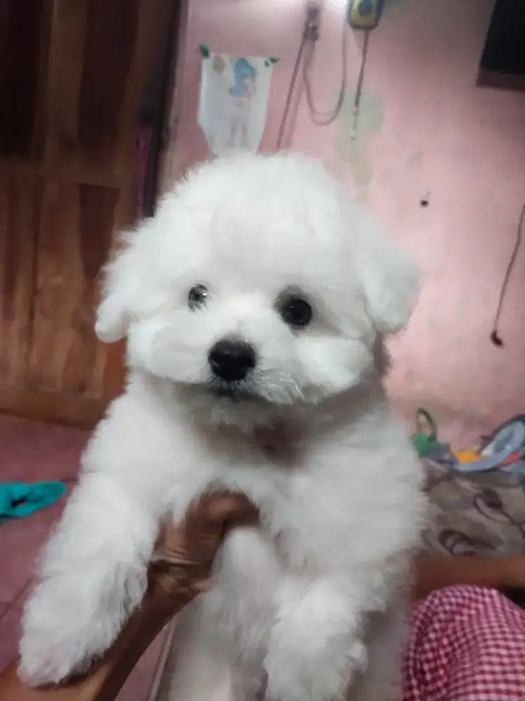 Anak anjing puppy ras Bichon Frise