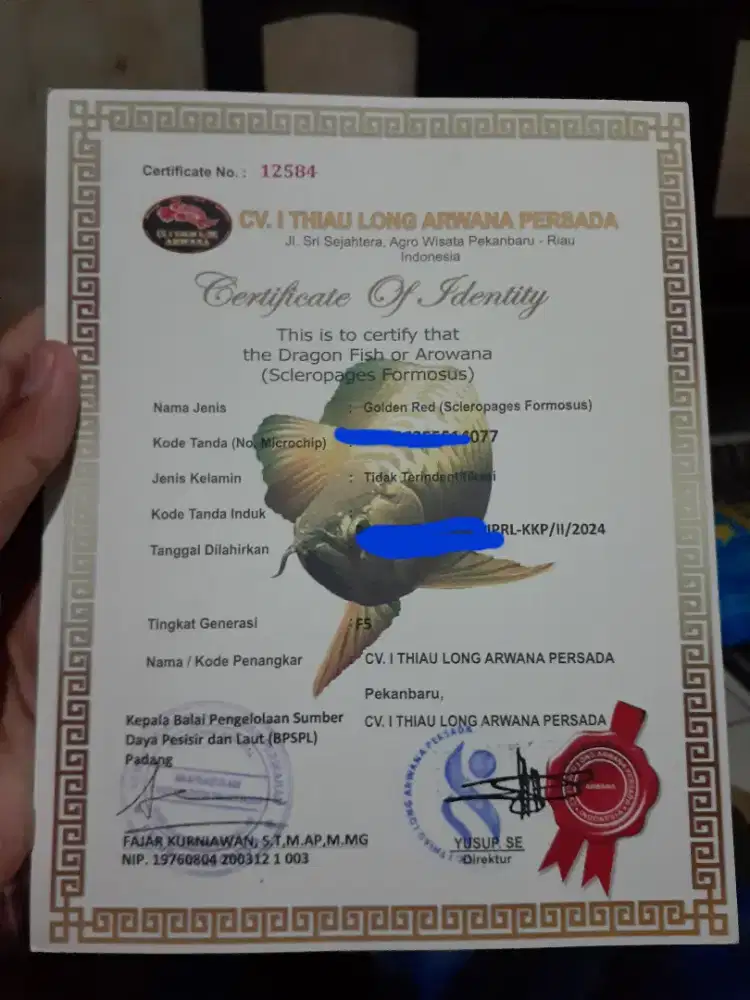 Jual ikan arwana golden red ada sertifikatnya.