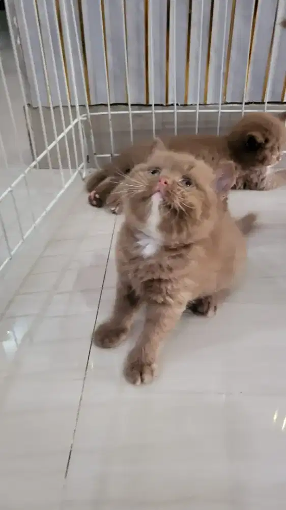 Cinnamon British Short hair (BSH)