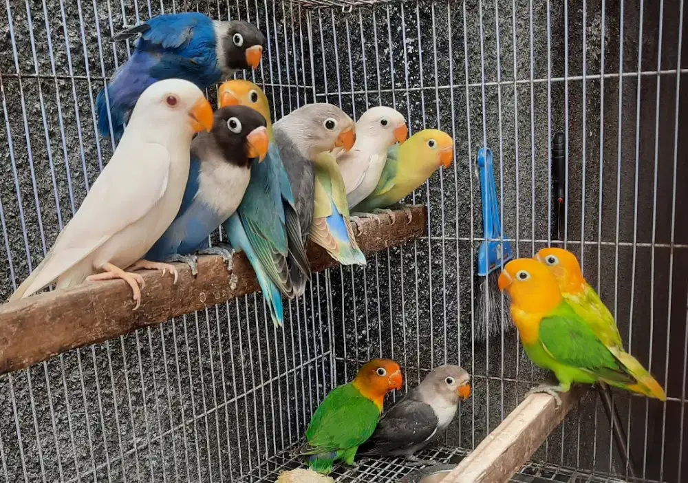 Lovebird Albino Mata Merah NonKlep