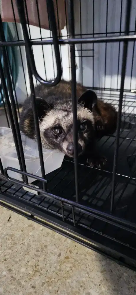 Musang pandan betina 6bln