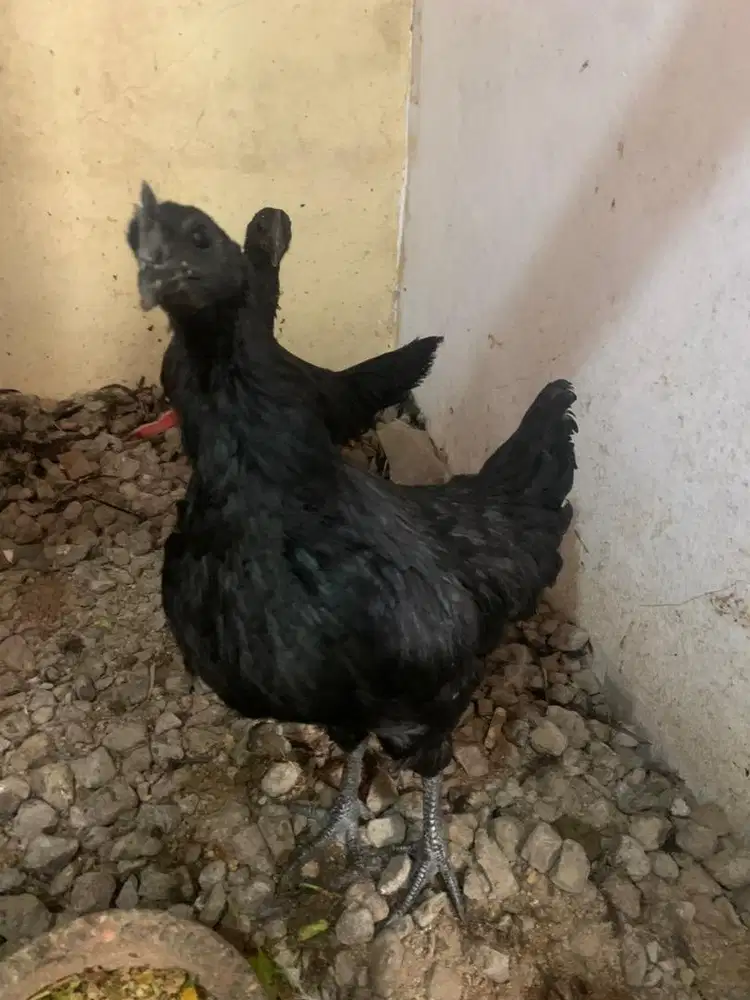 Ayam cemani betina dara