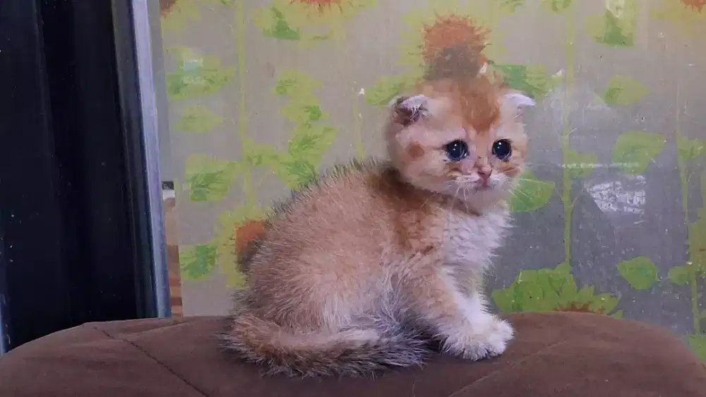 BSH Golden double fold NY11 Betina