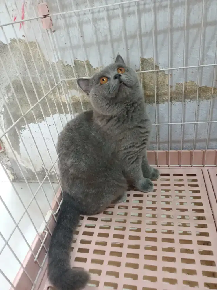 BRISTIS SHORTHAIR KETURUNAN IMPORT