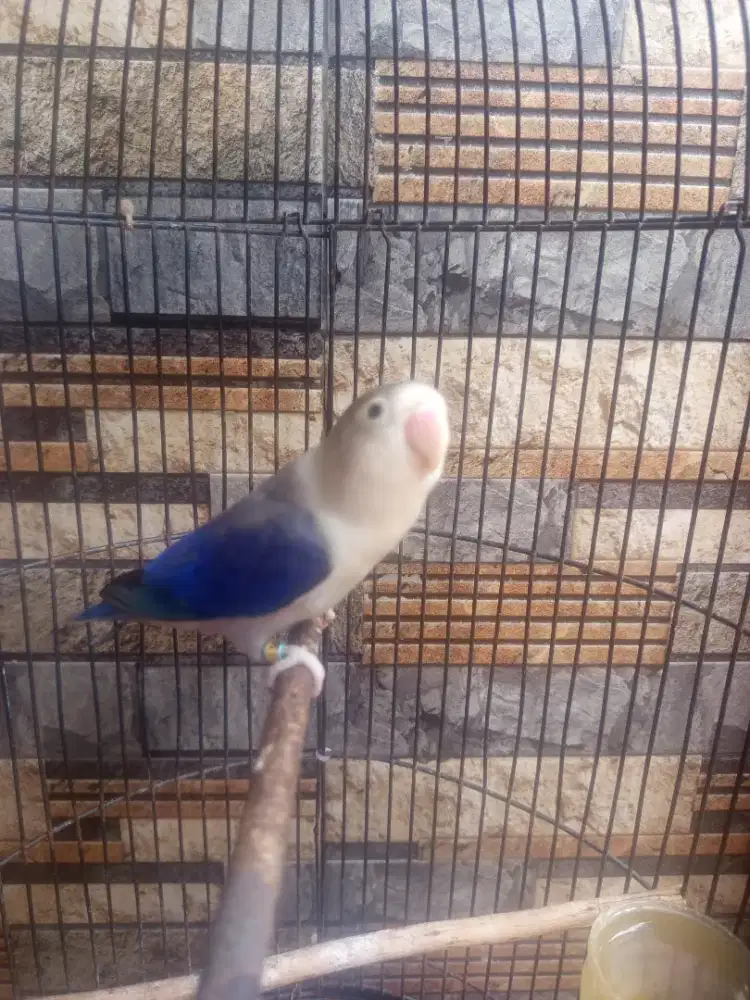 Burung Ewing vio betina