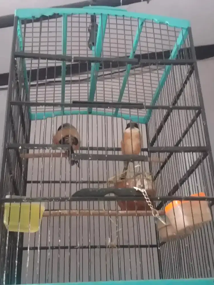 Burung cendet/pentet sepasang