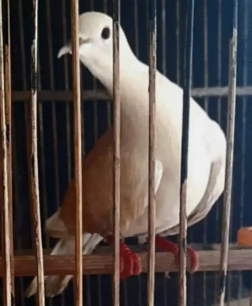 puter cream kalung putih gacorrr