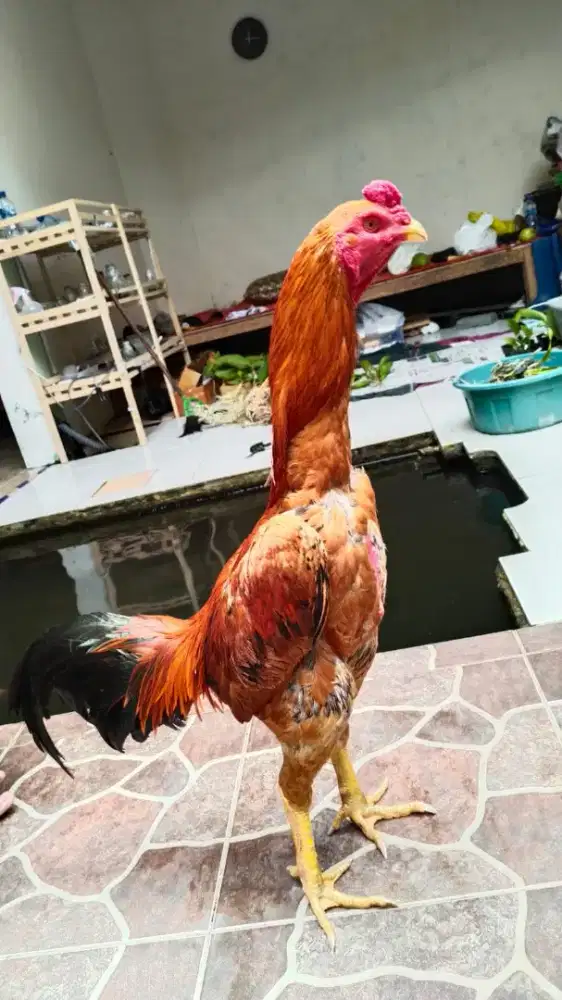 Ayam Bangkok khoytradngon