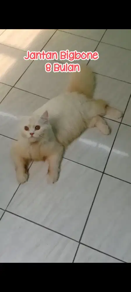 Kucing Persia Bigbone Jantan , Gemoy Gembul