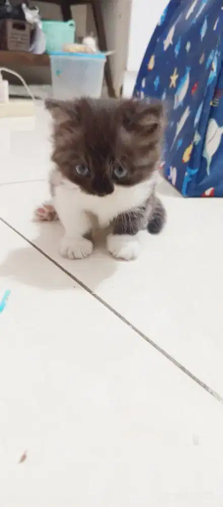 Muchikin usia kurang dua bulan,jantan