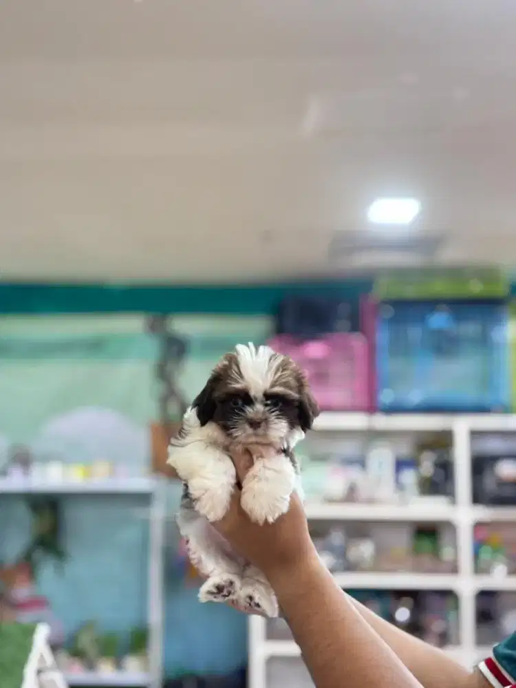 anjing shihtzu lucu