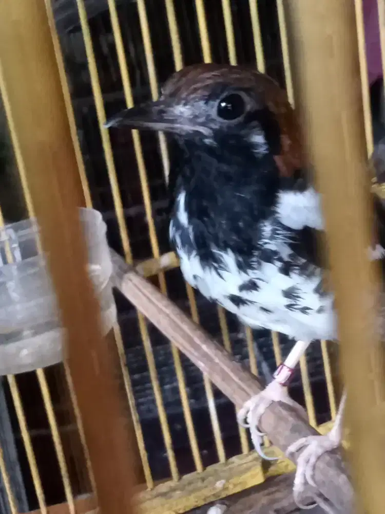 Burung Anis kembang Rawatan . dari anak 2 ekor