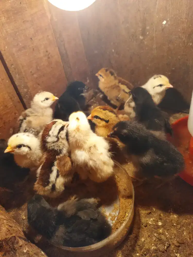 Ayam Pelung (Ajukan Penawaran anda)