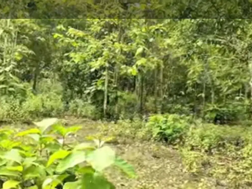 Murah, Tanah Pekarangan