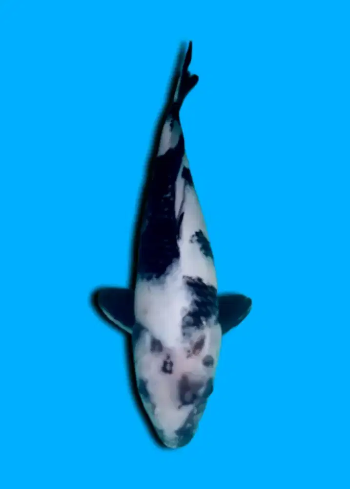 Koi Shiro Utsuri 33cm