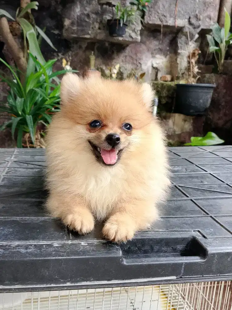 POMERIAN ASLI... Keturanan chanpion