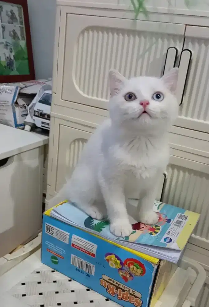 BRITISH SHORTHAIR/BSH (odd eyes)