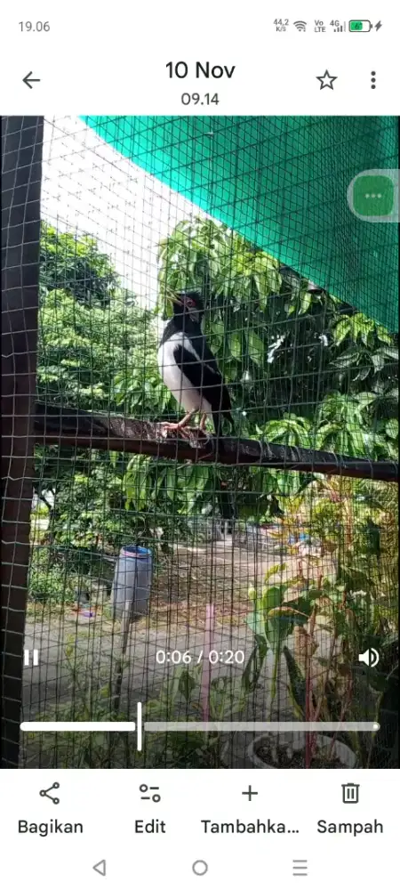 Jual burung jalak suren gacor