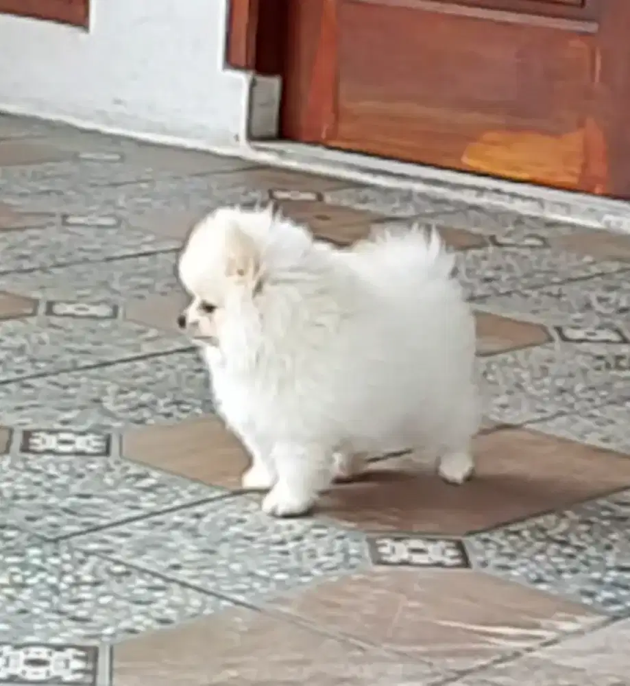 POMERIAN ASLI... Dan imut seperti boneka