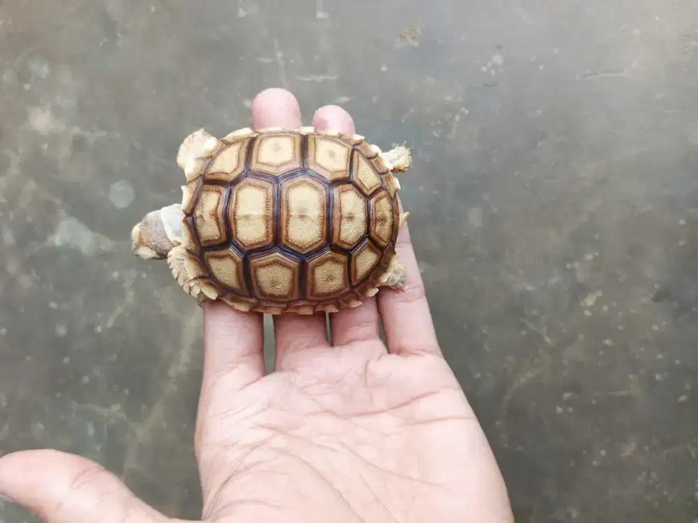 KURA DARAT SULCATA SIZE 7,5CM