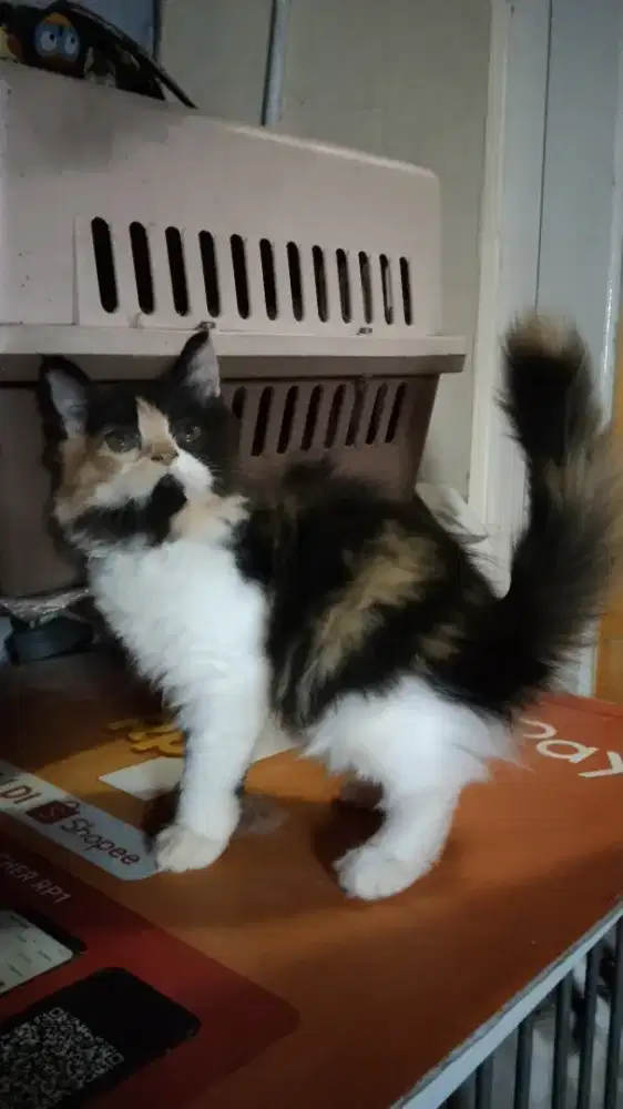 Kitten Persia betina belang telon Calico
