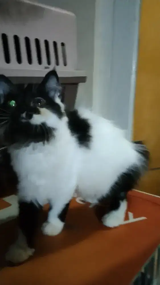 Kucing Persia Flatnose betina