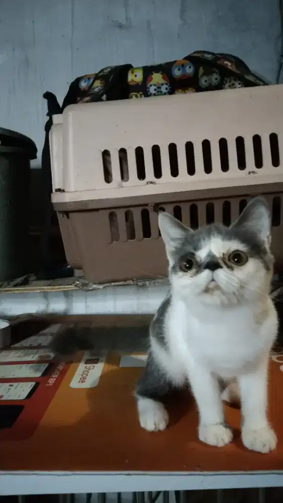 Kitten Persia Short hair Putih abu