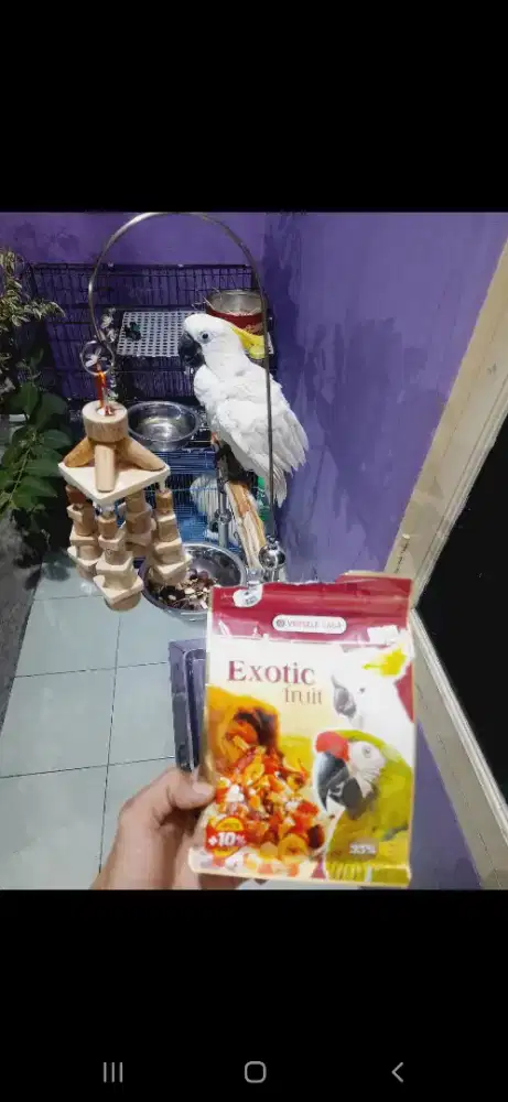 KANDANG BURUNG JAKUN